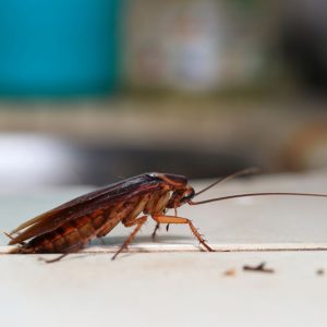 cockroach