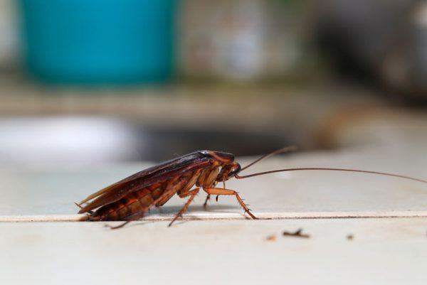 cockroach