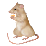 rodent