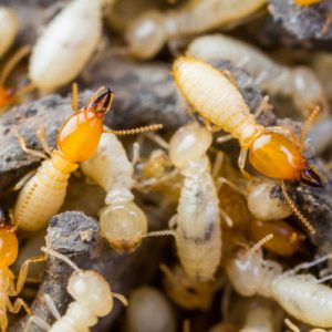 Pest Control Service in Dhaka, Pesticides Company in Bangladesh, Cleaner Company in Bangladesh, termite control in Dhaka, Termite Control in Dhaka